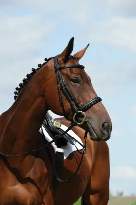 Collegiate Syntovia   Padded Raised Cavesson Bridle