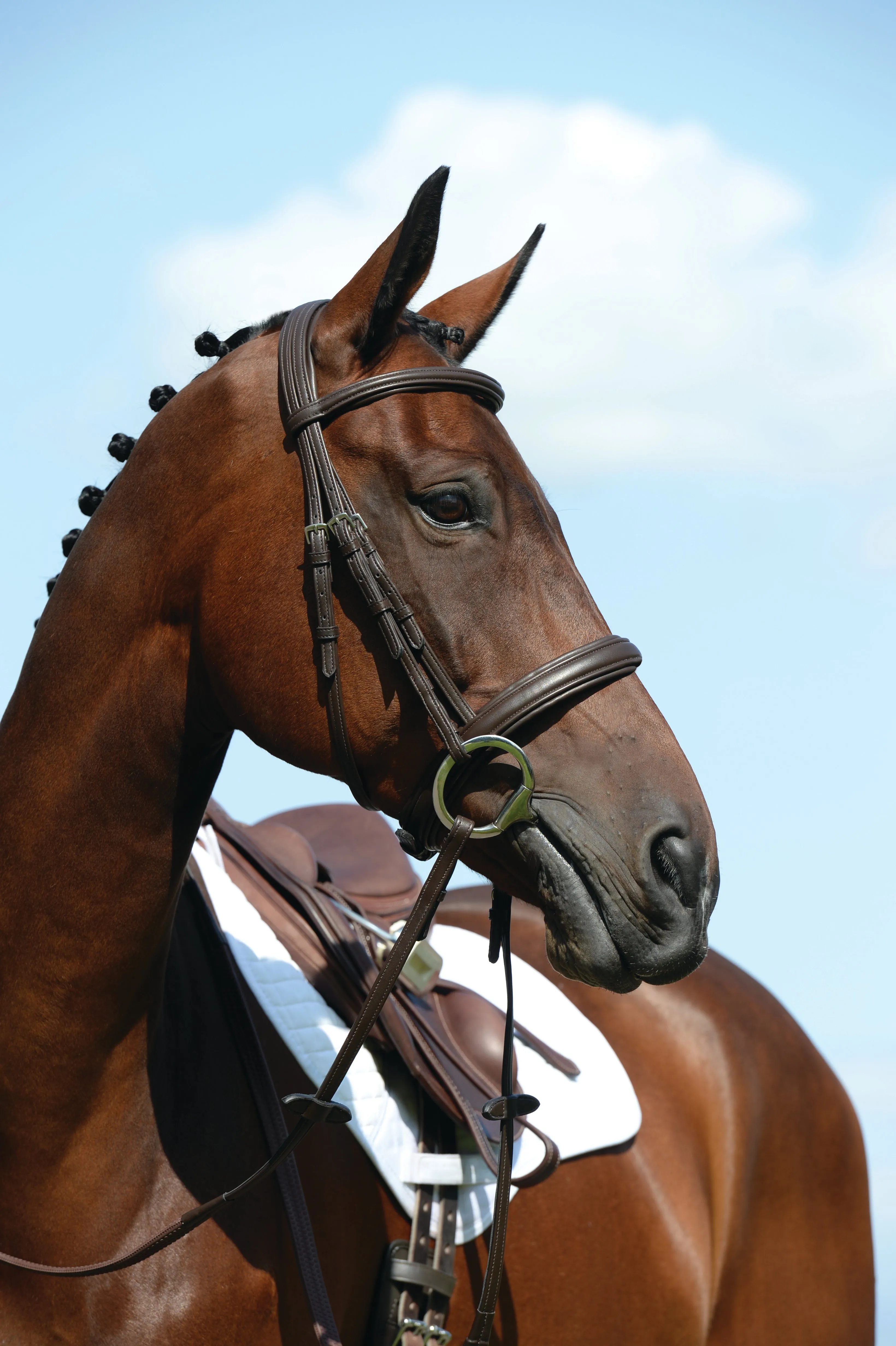 Collegiate Syntovia   Padded Raised Cavesson Bridle